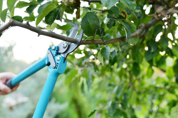 Best Affordable Tree Service  in Joseph, OR